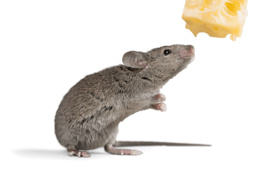 Wir lieben was wir tun